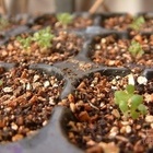 蛭石价格 实惠的植物营养包